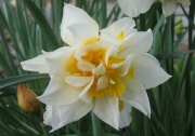 Narcissus Tahiti