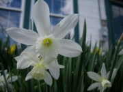 Narcissus Thalia