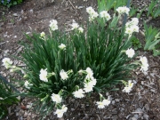 Narcissus White Cheerfulness