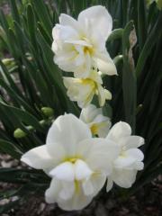 Narcissus White Cheerfulness