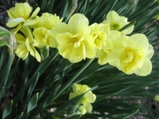 Narcissus Yellow Cheerfulness