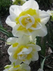 Narcissus closeup White Lion