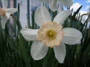 Narcissus cream pink cup