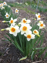 Narcissus en masse