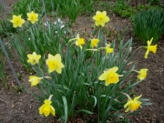 Narcissus generic