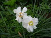 Narcissus latest doubles