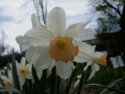 Narcissus mixed pinks