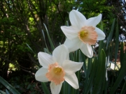 Narcissus pink cupped