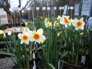 Narcissus potted daffs
