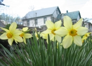 Narcissus smcup house in background