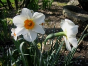 Narcissus small orange cup