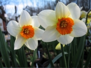 Narcissus white orange small cup