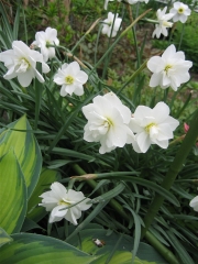 Narcissus white double late