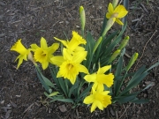 Narcissus yellow on yellow