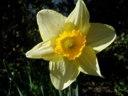 Narcissus yellow darker yellow closeup