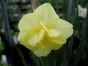 narcissus Yellow Cheerfulness