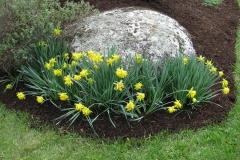 Narcissus 'Rip Van Winkle'