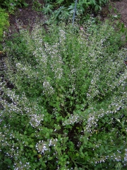 Calamintha nepetoides