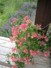 Lonicera, with Nepeta in background