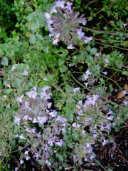 Nepeta variety