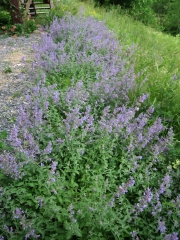 Nepeta en masse