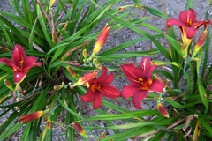 Hemerocallis 'October Magic' contrary to name, blooms in August