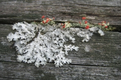 Lichen on wood