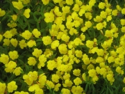 Oenothera fruticosa en masse