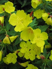 Oenothera fruticosa yellow primrose closeup