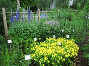 garden vignette, Oenothera, Rudbeckia, Geranium