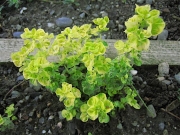 Origanum vulgare 'Aureum' golden oregano is sporadically winter-hardy in Zone 3