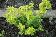 Origanum vulgare 'Aureum' golden oregano is sporadically winter-hardy in Zone 3