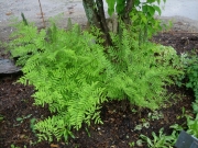 Osmunda regalis royal fern, fully leafed out