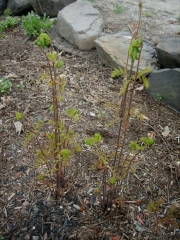 Osmunda regalis royal fern, emerging
