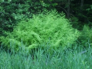 Osmunda regalis, in the wild 6' tall x 8' wide