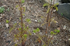 Osmunda regalis royal fern, emerging