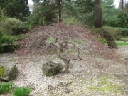 Acer palmatum, Japanese maple