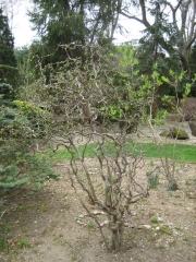 Corylus avellana, Harry Lauter's walking stick