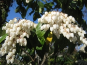 Pieris japonica
