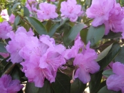 Rhododendron, closeup