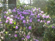 Rhododendron
