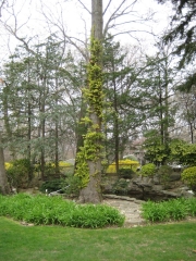 small fish pond with large trees