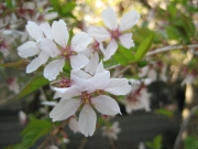 weeping cherry, closeup