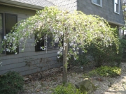 weeping cherry