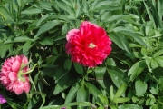 peony, early red