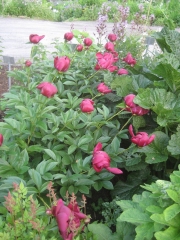 peony, single red