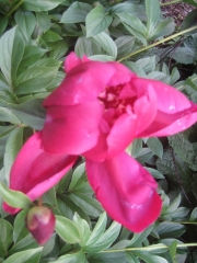 peony, single red