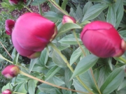 peony, single red