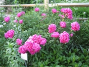 Paeonia Kansas
