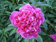 Paeonia Kansas
